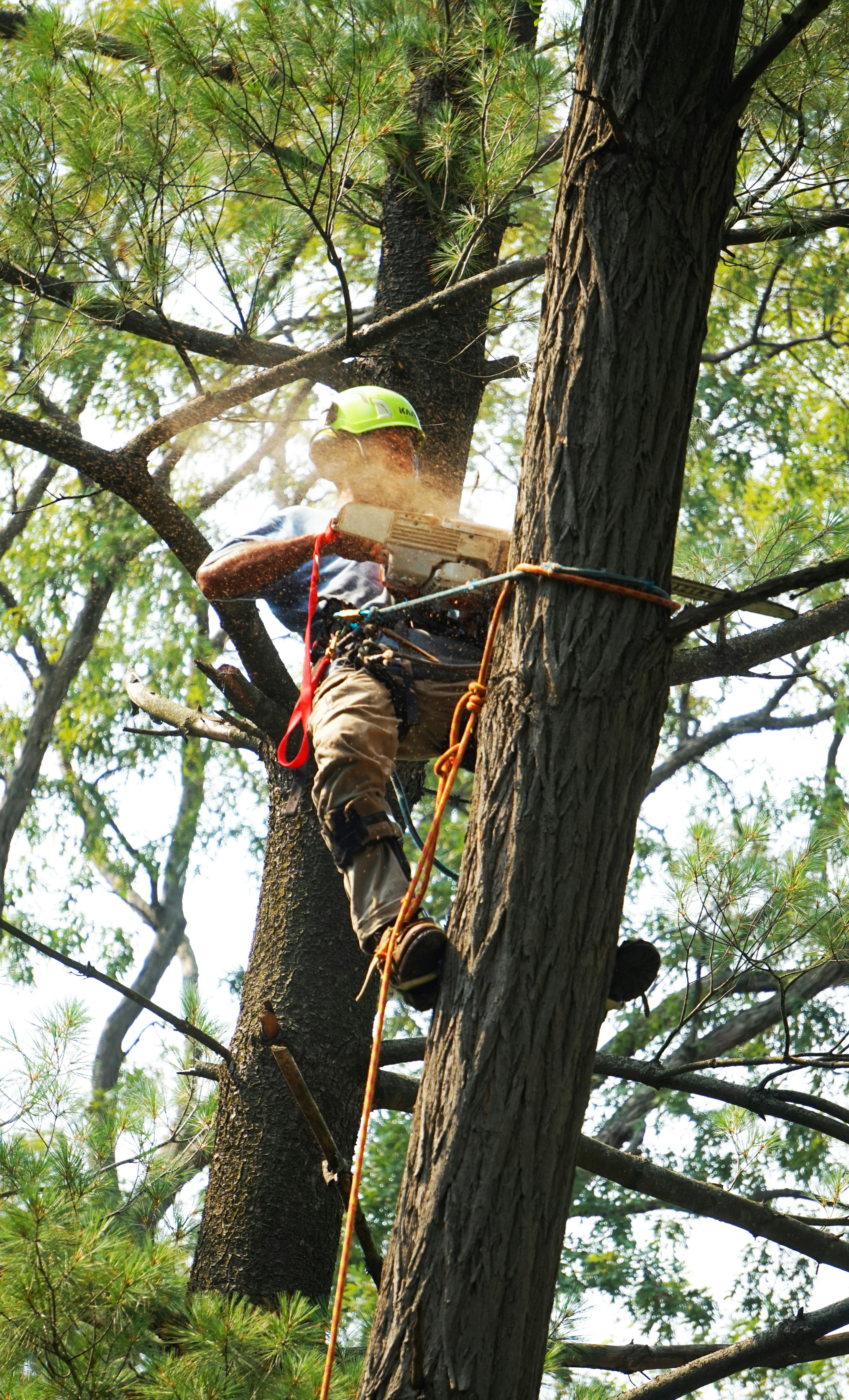 Gideon Tree Services